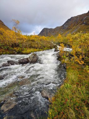 Norveç 'te dağ nehri rengarenk sonbahar manzarasında akıntıya kapılır