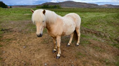 İzlanda 'da vahşi doğada güzel vahşi atlar, doğada güzel hayvanlar..