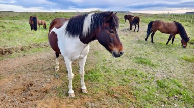 İzlanda 'da vahşi doğada güzel vahşi atlar, doğada güzel hayvanlar..