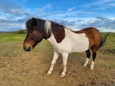 İzlanda 'da güzel vahşi atlar, güzel hayvanlar.