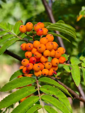 Rowan doğanın güzel renkli kırmızı yaz meyvesi.