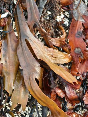 Seaweed and algae abstract natural image
