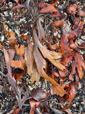 Seaweed and algae abstract natural image