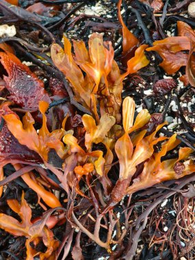 Seaweed and algae abstract natural image