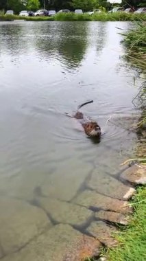 Nutria wild animal on the shore of the lake close up view