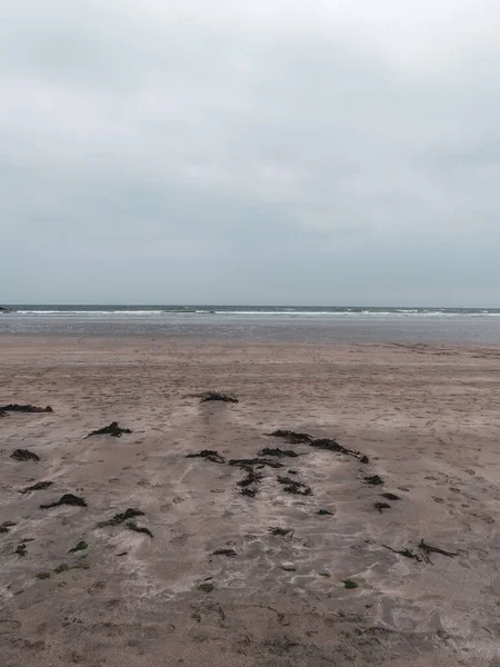 Kumsalda Yosun Kıyıda Bulutlu Bir Hava Var Minimalist Deniz Manzarası — Stok fotoğraf