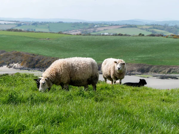Sheep graze in a green meadow. A few sheep in a farmer\'s pasture. Free grazing of livestock. Agricultural landscape. White sheep