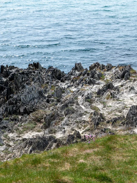 Kamienie Trawa Brzegu Nadmorski Krajobraz Malownicze Wybrzeże Czarna Skała Zielona — Zdjęcie stockowe