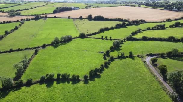Campos Verdes Irlandeses Vista Superior Pastos Árboles Video Drones — Vídeo de stock