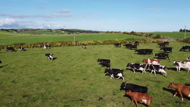 Flock Kor Betesmark Irland Drönarvideo Djurhållning — Stockvideo