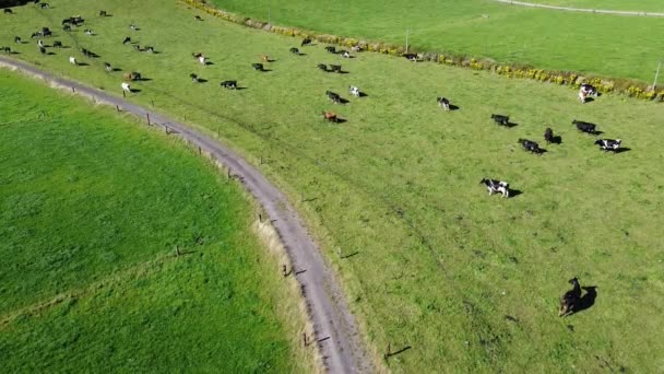 Una Manada Vacas Pasto Cercado Camino Entre Campos Paisaje Agrícola — Vídeos de Stock