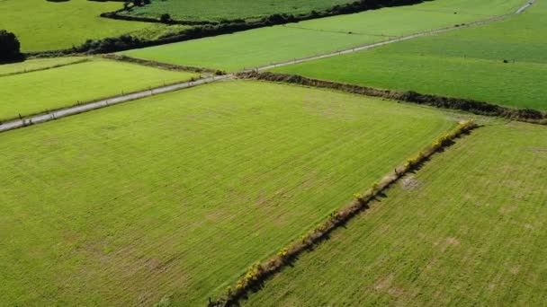 Зеленые Ирландские Поля Вид Сверху Сельскохозяйственная Местность Огороженные Пастбища Скота — стоковое видео