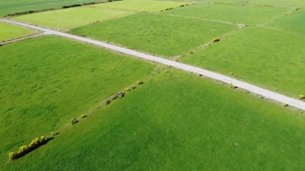 Green Fields Agricultural Terrain Pastures Livestock Drone Video — Stock Video