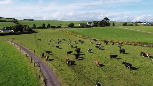 Sebuah Kawanan Sebuah Pagar Petani Irlandia Pandangan Atas Countryside Bawah — Stok Video