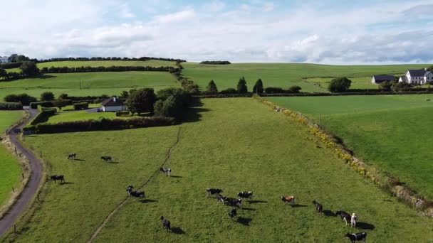 Vacas Campo Granjeros Irlanda Vista Superior Campo Bajo Hermoso Cielo — Vídeo de stock