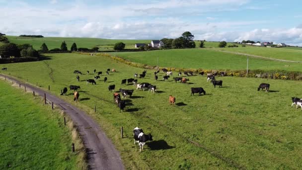 Uma Vaca Num Campo Agricultores Cercado Irlanda Vista Cima Campo — Vídeo de Stock