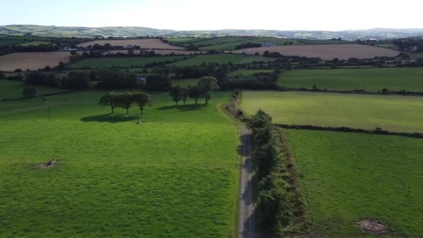 Varios Árboles Los Verdes Campos Hierba Irlanda Paisaje Agrícola Vista — Vídeo de stock