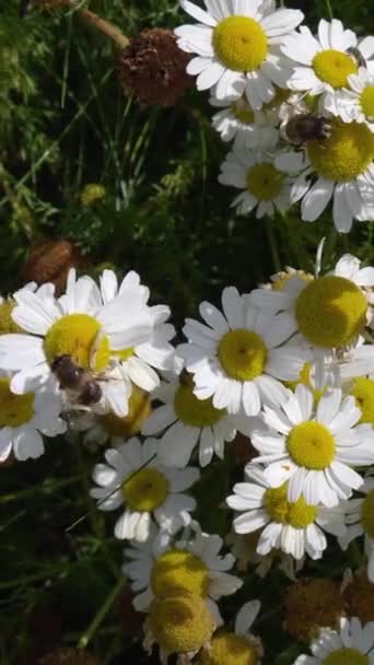 Two Syrphid Flies Collect Pollen Chamomile Flowers Close Video Insects — Stock Video