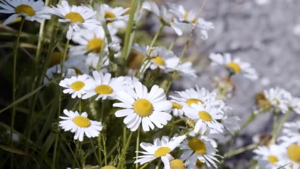 Białe Kwiaty Rumianku Kołyszą Się Wietrze Słoneczny Dzień Zbliżenie Wideo — Wideo stockowe