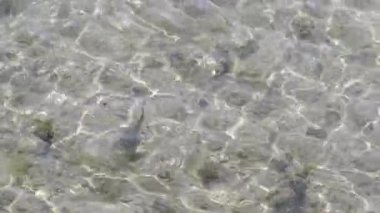 Güneş, berrak deniz suyunun yüzeyinde parlıyor, video. Su yüzeyinde küçük dalgalanmalar ve dalgalanmalar. Su arkaplanı, Yosun.