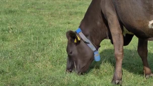 Eine Schwarze Kuh Frisst Gras Auf Der Weide Ein Gewicht — Stockvideo