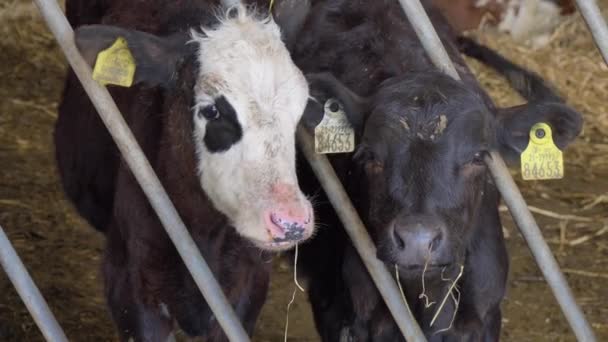 两只小牛犊在铁栅栏后的一只笔里 牛的肖像 Look Camera — 图库视频影像