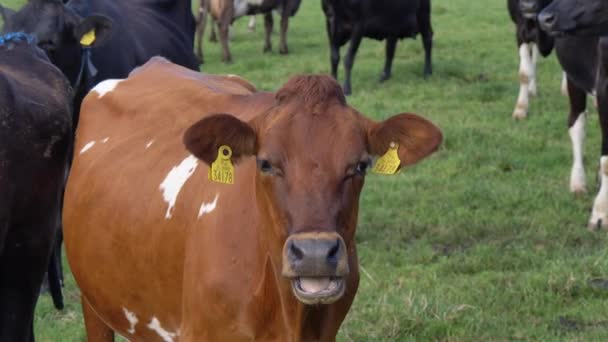 Una Vaca Marrón Sin Cuernos Está Masticando Una Mirada Cámara — Vídeos de Stock