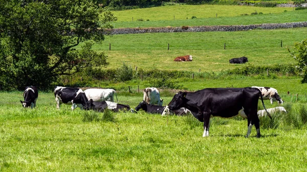 Several cows are eating grass in a meadow on a sunny spring day. Cattle on a livestock farm. Agricultural landscape. Organic Irish farm. Black and white cow on green grass field