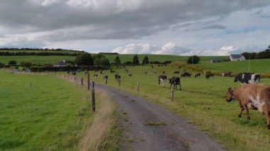 Bulutlu bir günde İrlanda 'da çitli bir otlaktaki süt inekleri. İrlanda tarım arazisi. Çiftlik hayvanları, çayır.