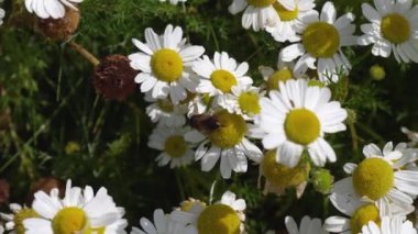 Papatya çiçeğine tırmanan arıya benzer bir sinek, yakın çekim videosu. Çiçek sinekleri ya da frengi sinekleri olarak da bilinen sinekler, Syrphidae familyasından bir böcek familyasıdır..