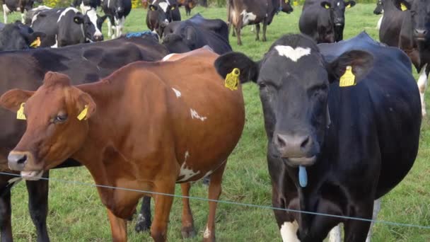 Várias Vacas Ritmicamente Mastigar Grama Campo Fazenda — Vídeo de Stock