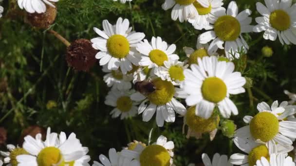 蜂のデイジーの花 クローズアップビデオに登るのに似て飛ぶ 花のハエや梅のハエと呼ばれるホバーハエは 昆虫の家族を構成するシルフィア — ストック動画