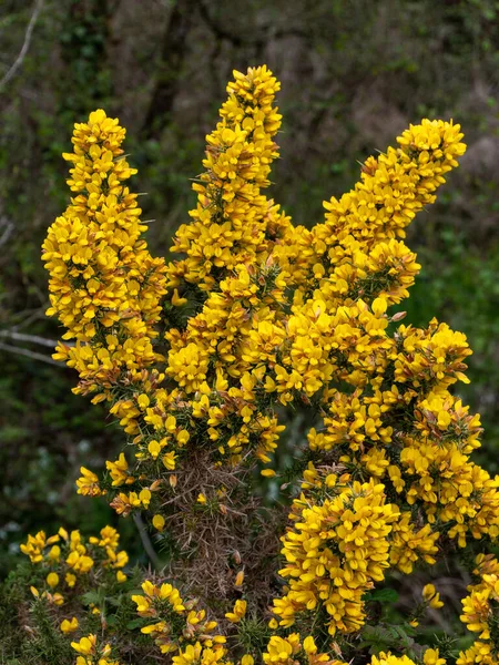 Arbusto Inflorescencias Flores Amarillas Ulex Conocido Como Gorse Furze Whin —  Fotos de Stock