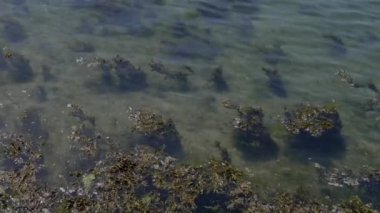 Açık deniz suyunun altındaki yosunlar, manzara. Sadece su ve algler, video..