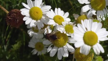 Papatya çiçeğine tırmanan arıya benzer bir sinek, yakın plan. Çiçek sinekleri ya da frengi sinekleri olarak da bilinen sinekler, Syrphidae familyasından bir böcek familyasıdır..