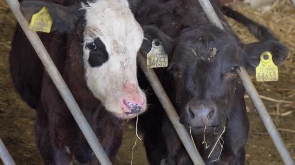 Cielęta Zagrodzie Metalowymi Kratami Portret Krowy Spojrzenie Kamerę — Wideo stockowe