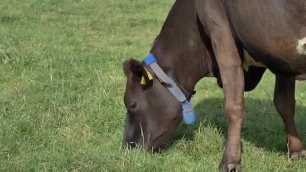 Schwarze Kuh Frisst Gras Auf Der Weide Ein Gewicht Auf — Stockvideo