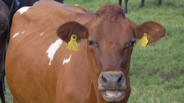 Una Vaca Marrón Sin Cuernos Está Masticando Cerca Una Mirada — Vídeos de Stock