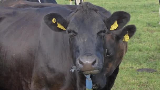 Schwarze Kühe Kauen Langsam Gras Aus Nächster Nähe Rinder Auf — Stockvideo