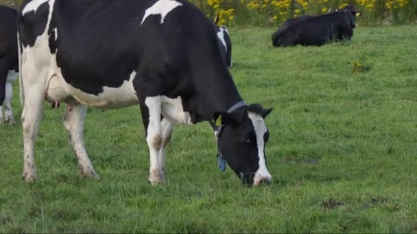 Eine Schwarz Weiße Kuh Frisst Gras Auf Dem Feld Eines — Stockvideo