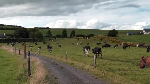 Αγελάδες Περιφραγμένο Βοσκότοπο Χόρτου Στην Ιρλανδία Συννεφιασμένη Ημέρα Ιρλανδικό Γεωργικό — Αρχείο Βίντεο