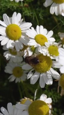 Papatya çiçeğine tırmanan arıya benzer bir sinek, yakın çekim videosu. Çiçek sinekleri ya da frengi sinekleri olarak da bilinen sinekler, Syrphidae familyasından bir böcek familyasıdır. Dikey video.