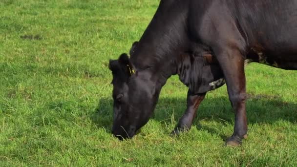 Jedna Czarna Krowa Trawę Pastwisku — Wideo stockowe