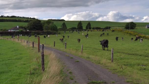 Αγελάδες Περιφραγμένο Βοσκότοπο Χόρτου Στην Ιρλανδία Συννεφιασμένη Ημέρα Ιρλανδικό Γεωργικό — Αρχείο Βίντεο