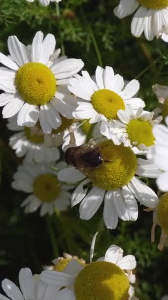 Mucha Podobna Pszczoły Wspinającej Się Stokrotki Kwiat Zbliżenie Wideo Latające — Wideo stockowe