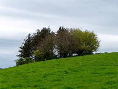 Bir bahar günü yeşil bir tepenin yamacında birkaç ağaç yetişir. Bulutlu gökyüzü, manzara. Gri gökyüzünün altında ağaçlar olan yeşil çimen tarlası
