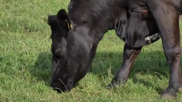 Black Cow Eating Grass Pasture — Stock Video