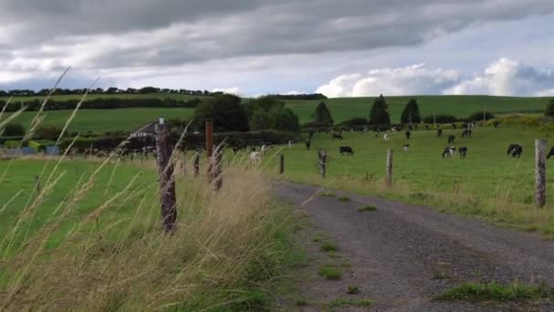 Γαλακτοπαραγωγικές Αγελάδες Περιφραγμένο Βοσκότοπο Στην Ιρλανδία Συννεφιασμένη Ημέρα Ιρλανδικό Γεωργικό — Αρχείο Βίντεο