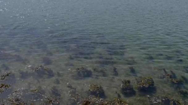 Algen Unter Dem Meerwasser Landschaft Nur Wasser Und Algen Video — Stockvideo