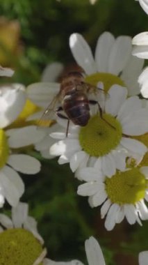 Papatya çiçeğine tırmanan arıya benzer bir sinek, yakın plan. Çiçek sinekleri ya da frengi sinekleri olarak da bilinen sinekler, Syrphidae familyasından bir böcek familyasıdır. Dikey video.